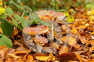 Amanita muscaria mushrooms in autumn forest in autumn time. Fly agaric, wild poisonous red mushroom in yellow-orange fallen leaves