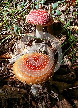 (Amanita muscaria), poisonous forest mushroom with red cap with white dots