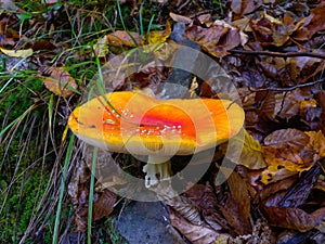(Amanita muscaria), poisonous forest mushroom with red cap with white dots in the forest