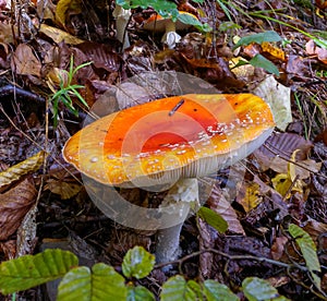 (Amanita muscaria), poisonous forest mushroom with red cap with white dots in the forest