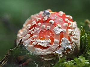 Amanita muscaria poisonous mushroom