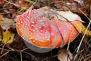 Amanita muscaria, a poisonous mushroom in autumn forest