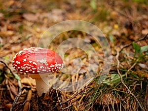 Amanita muscaria, poisonous mushroom in autumn forest. photo