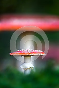 Amanita muscaria, a poisonous mushroom in a forest.