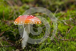 Amanita Muscaria, poisonous mushroom and natural hallucinogen from the forest, Red capped Magic photo