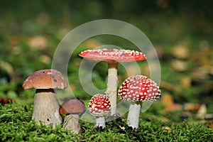 Amanita muscaria and porcini mushrooms photo