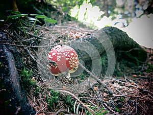 Amanita muscaria in Rarau mountains, Romania.