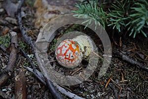 Amanita muscaria/ red mushroom with white spots in silverton colorado