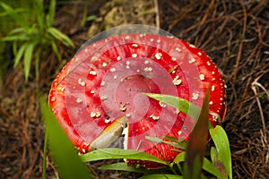 Amanita Muscaria. Red poisonous Fly Agaric mushroom in forest