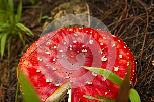 Amanita Muscaria. Red poisonous Fly Agaric mushroom in forest