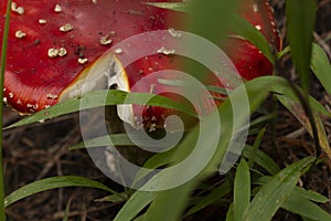 Amanita Muscaria. Red poisonous Fly Agaric mushroom in forest