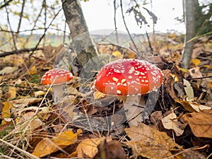 Amanita muscaria, the red poisonous mushroom with white flakes, in a forest