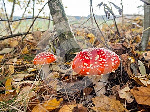 Amanita muscaria, the red poisonous mushroom with white flakes, in a forest