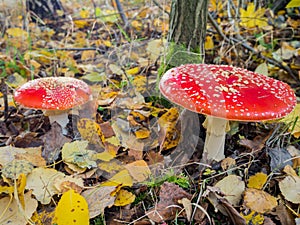 Amanita muscaria, the red poisonous mushroom with white flakes, in a forest