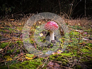 Amanita muscaria, red with white dots mushroom