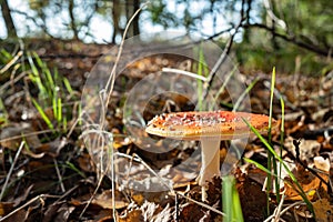 Amanita Muscaria in the sunlight, in the forest. Beautiful poisonous mushroom, in dry leaves.