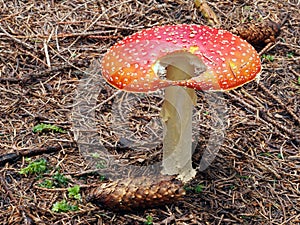 Amanita muscaria toadstool