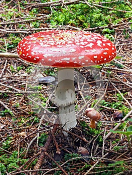 Amanita muscaria toadstool on moss