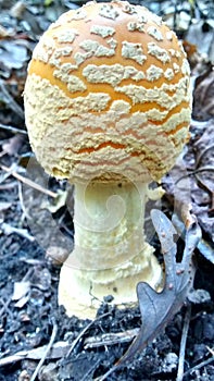 Amanita Muscaria var. Guessowii Mushroom