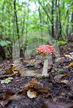 Amanita muscaria, a venomous fungus