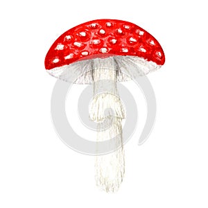 Amanita muscaria watercolor, Fly agaric mushroom. White spotted toxic red mushrooms. Illustration on white background.