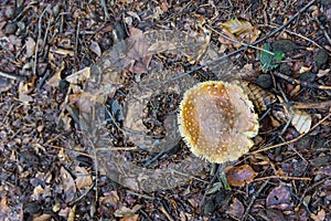 Top view of white toadstool in a forest