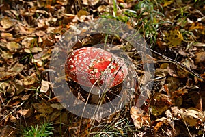 Amanita muscaria on yellow leaves background in autumn forest