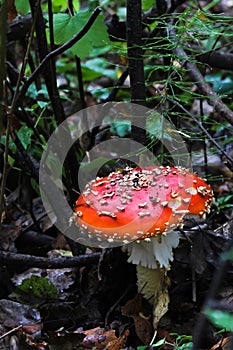 Amanita mushroom