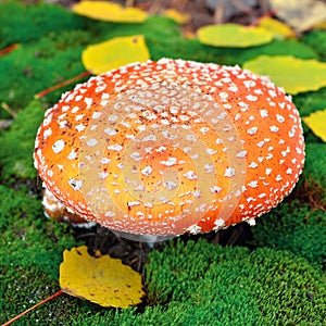 Amanita mushroom