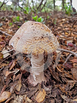 Amanita mushroom in the field growing between the leaves and branches of the soil