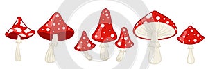 Amanita mushroom. Fly agaric, white spotted red mushrooms and forest toadstool vector illustration set