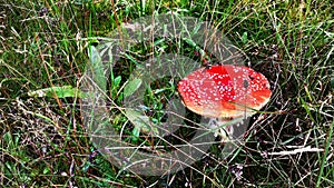 Amanita mushroom photo