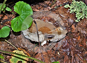 Amanita Mushroom on Forest Floor