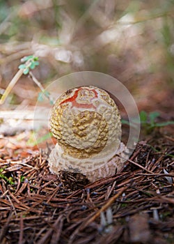 Amanita mushroom growing process closed photo