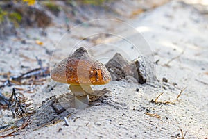 Amanita mushroom grows in forest sand