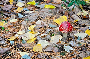 Amanita mushroom among the leaves in the autumn forest