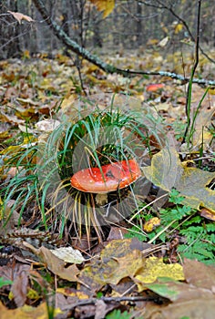 Amanita mushroom among the leaves in the autumn forest