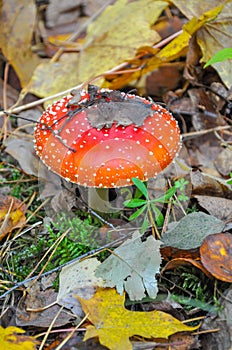 Amanita mushroom among the leaves in the autumn forest