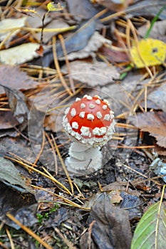 Amanita mushroom among the leaves in the autumn forest