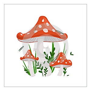 Amanita mushroom. Poisonous red with white dots. Hand-drawn illustration.