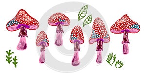 Amanita mushrooms