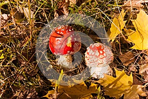 Amanita mushrooms in the autumn forest and yellow maple leaves.