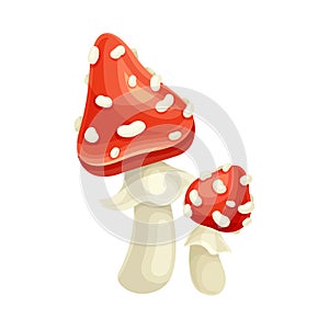 Amanita mushrooms. Cute poisonous toadstools with red spotted cap cartoon vector illustration