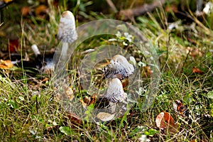 Amanita mushrooms grow on the forest floor among dry fallen leaves and green grass in october day