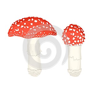 Amanita mushrooms vector illustration on white.