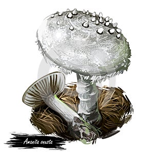 Amanita onusta, loaded or gunpowder Lepidella mushroom closeup digital art illustration. Boletus has light grey cap with warts.