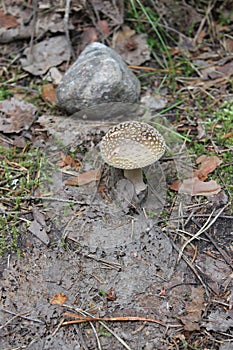 Amanita pantherina (highly poisonous)