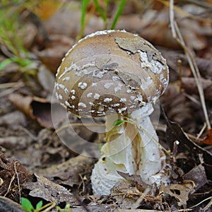 Amanita pantherina mushroom