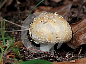 Amanita pantherina Mushroom