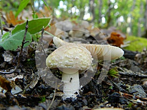 Amanita pantherina , poisonous forest mushrooms